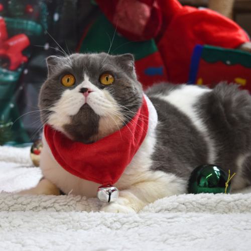 Christmas Raffle five tickets