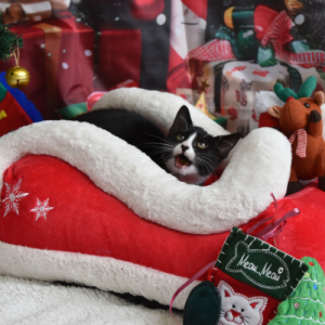 Christmas Raffle single ticket