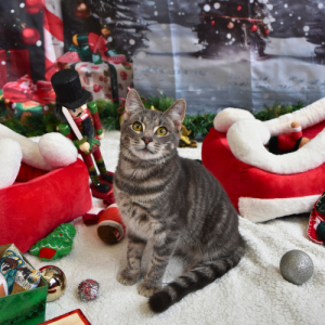 Christmas Raffle book of fifteen tickets