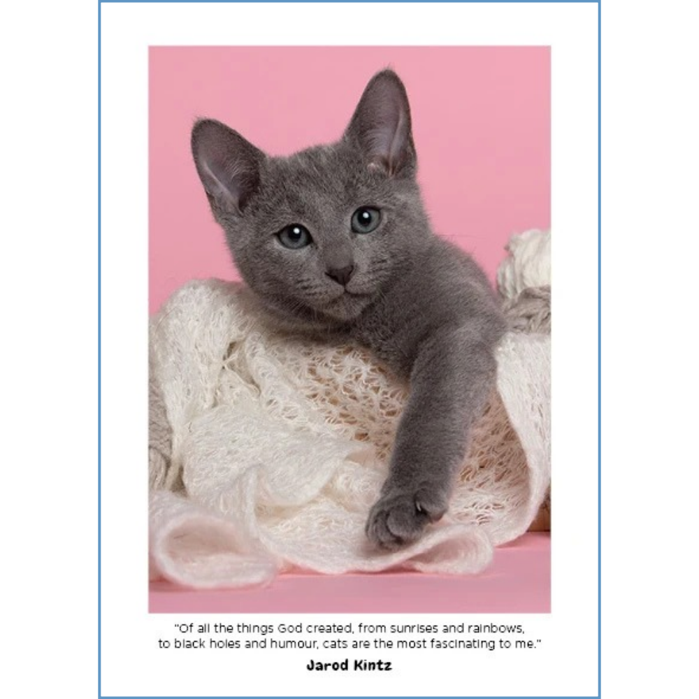 Cute Kittens Diary 2027