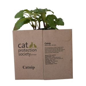 Catnip Seeds
