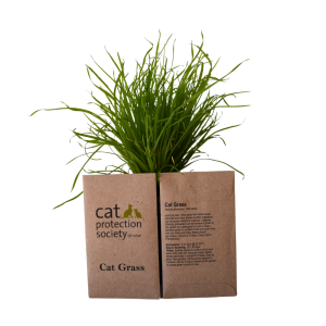 Cat Grass Seeds
